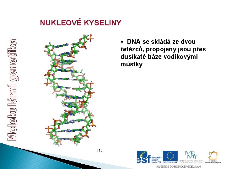 NUKLEOVÉ KYSELINY § DNA se skládá ze dvou řetězců, propojeny jsou přes dusíkaté báze NUKLEOVÉ KYSELINY § DNA se skládá ze dvou řetězců, propojeny jsou přes dusíkaté báze