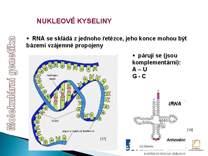 NUKLEOVÉ KYSELINY § RNA se skládá z jednoho řetězce, jeho konce mohou být bázemi NUKLEOVÉ KYSELINY § RNA se skládá z jednoho řetězce, jeho konce mohou být bázemi