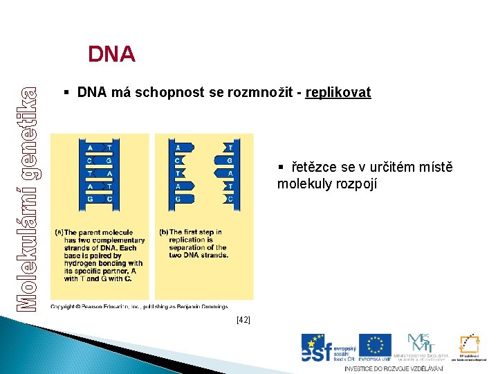 DNA § DNA má schopnost se rozmnožit - replikovat § řetězce se v určitém DNA § DNA má schopnost se rozmnožit - replikovat § řetězce se v určitém