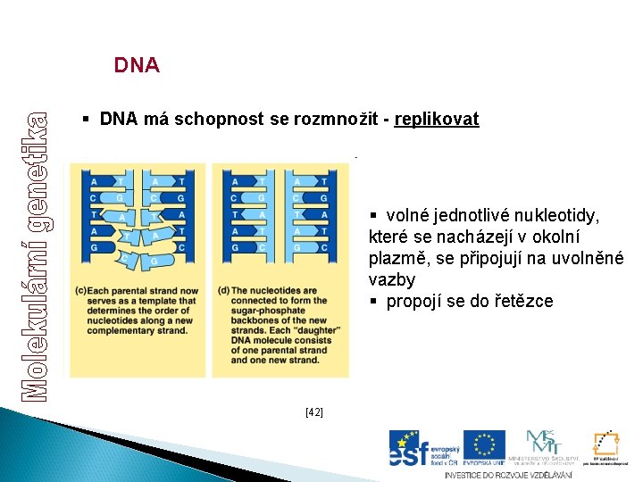 DNA § DNA má schopnost se rozmnožit - replikovat § volné jednotlivé nukleotidy, které DNA § DNA má schopnost se rozmnožit - replikovat § volné jednotlivé nukleotidy, které