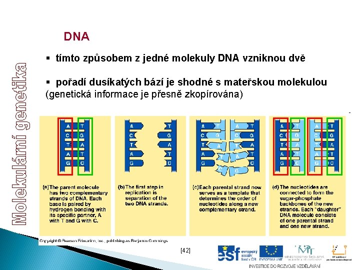 DNA § tímto způsobem z jedné molekuly DNA vzniknou dvě § pořadí dusíkatých bází DNA § tímto způsobem z jedné molekuly DNA vzniknou dvě § pořadí dusíkatých bází