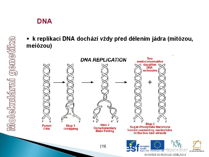 DNA § k replikaci DNA dochází vždy před dělením jádra (mitózou, meiózou) [19] 