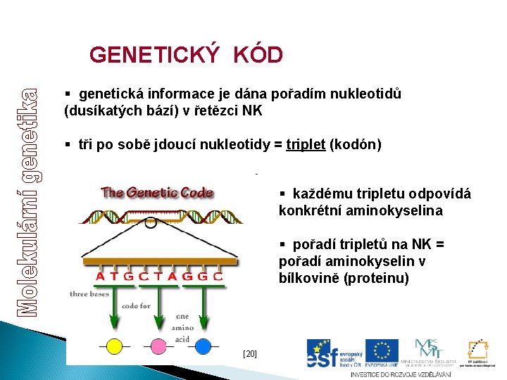 GENETICKÝ KÓD § genetická informace je dána pořadím nukleotidů (dusíkatých bází) v řetězci NK GENETICKÝ KÓD § genetická informace je dána pořadím nukleotidů (dusíkatých bází) v řetězci NK