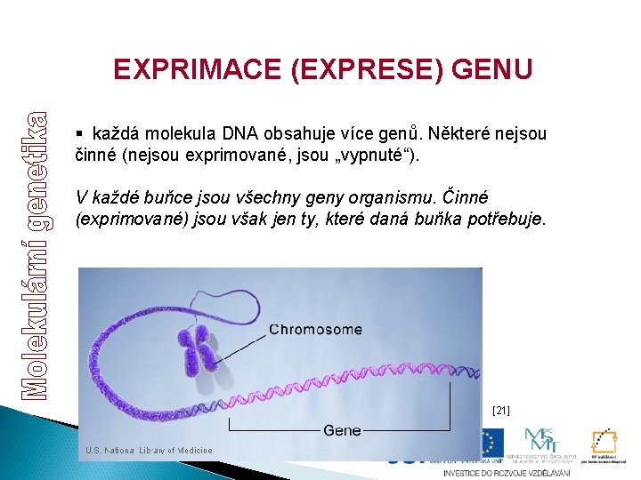 EXPRIMACE (EXPRESE) GENU § každá molekula DNA obsahuje více genů. Některé nejsou činné (nejsou EXPRIMACE (EXPRESE) GENU § každá molekula DNA obsahuje více genů. Některé nejsou činné (nejsou