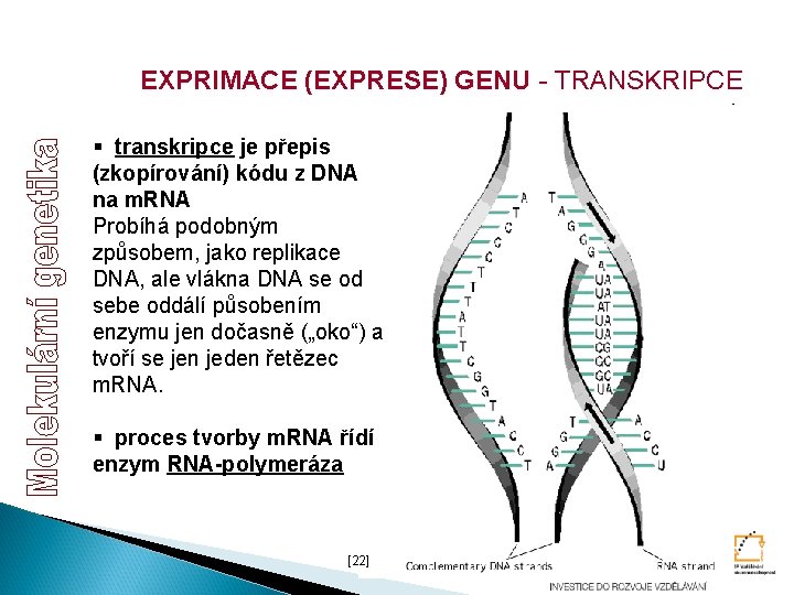 EXPRIMACE (EXPRESE) GENU - TRANSKRIPCE § transkripce je přepis (zkopírování) kódu z DNA na EXPRIMACE (EXPRESE) GENU - TRANSKRIPCE § transkripce je přepis (zkopírování) kódu z DNA na