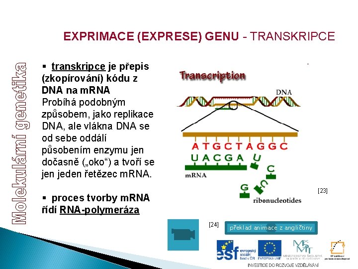 EXPRIMACE (EXPRESE) GENU - TRANSKRIPCE § transkripce je přepis (zkopírování) kódu z DNA na EXPRIMACE (EXPRESE) GENU - TRANSKRIPCE § transkripce je přepis (zkopírování) kódu z DNA na