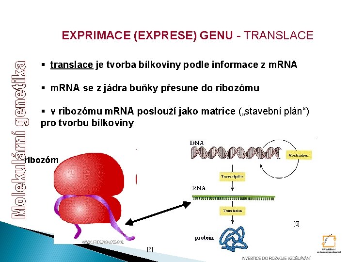 EXPRIMACE (EXPRESE) GENU - TRANSLACE § translace je tvorba bílkoviny podle informace z m. EXPRIMACE (EXPRESE) GENU - TRANSLACE § translace je tvorba bílkoviny podle informace z m.
