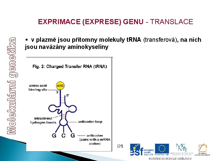 EXPRIMACE (EXPRESE) GENU - TRANSLACE § v plazmě jsou přítomny molekuly t. RNA (transferová), EXPRIMACE (EXPRESE) GENU - TRANSLACE § v plazmě jsou přítomny molekuly t. RNA (transferová),