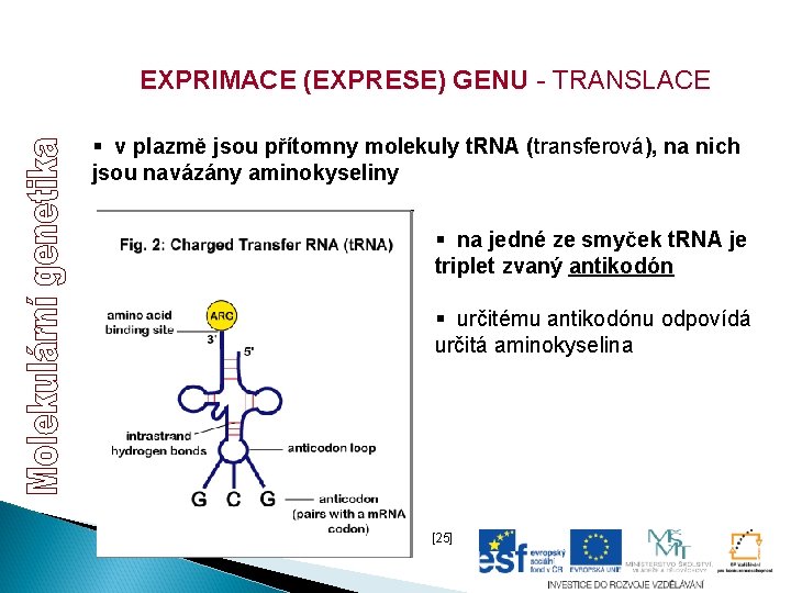 EXPRIMACE (EXPRESE) GENU - TRANSLACE § v plazmě jsou přítomny molekuly t. RNA (transferová), EXPRIMACE (EXPRESE) GENU - TRANSLACE § v plazmě jsou přítomny molekuly t. RNA (transferová),
