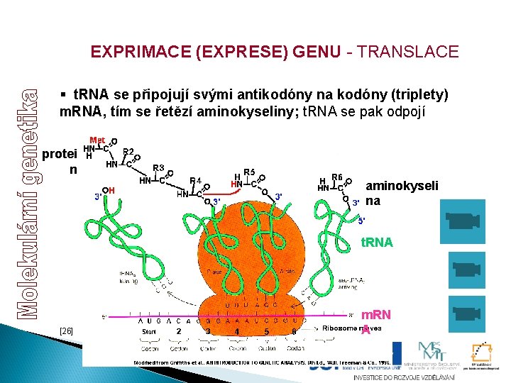 EXPRIMACE (EXPRESE) GENU - TRANSLACE § t. RNA se připojují svými antikodóny na kodóny EXPRIMACE (EXPRESE) GENU - TRANSLACE § t. RNA se připojují svými antikodóny na kodóny