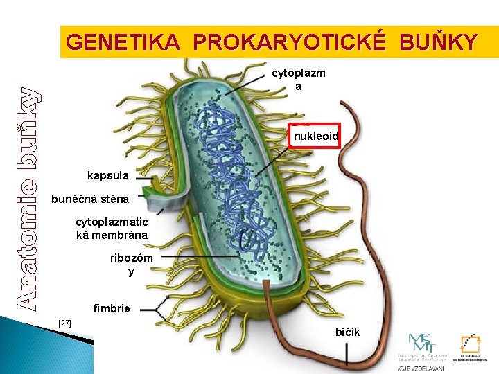 GENETIKA PROKARYOTICKÉ BUŇKY cytoplazm a nukleoid kapsula buněčná stěna cytoplazmatic ká membrána ribozóm y GENETIKA PROKARYOTICKÉ BUŇKY cytoplazm a nukleoid kapsula buněčná stěna cytoplazmatic ká membrána ribozóm y