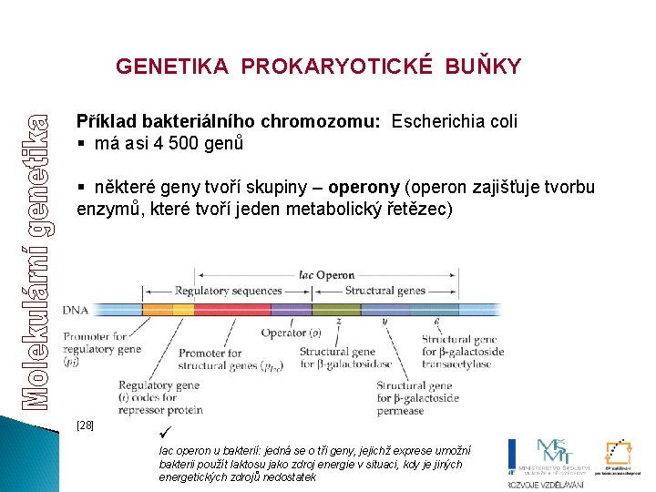 GENETIKA PROKARYOTICKÉ BUŇKY Příklad bakteriálního chromozomu: Escherichia coli § má asi 4 500 genů GENETIKA PROKARYOTICKÉ BUŇKY Příklad bakteriálního chromozomu: Escherichia coli § má asi 4 500 genů