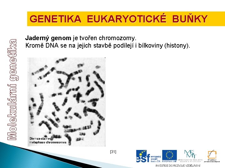 GENETIKA EUKARYOTICKÉ BUŇKY Jaderný genom je tvořen chromozomy. Kromě DNA se na jejich stavbě GENETIKA EUKARYOTICKÉ BUŇKY Jaderný genom je tvořen chromozomy. Kromě DNA se na jejich stavbě