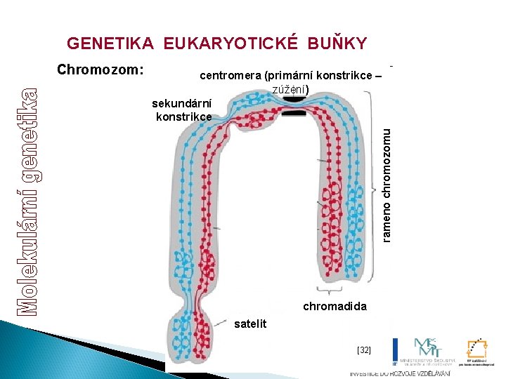GENETIKA EUKARYOTICKÉ BUŇKY centromera (primární konstrikce – zúžení) sekundární konstrikce rameno chromozomu Chromozom: chromadida GENETIKA EUKARYOTICKÉ BUŇKY centromera (primární konstrikce – zúžení) sekundární konstrikce rameno chromozomu Chromozom: chromadida