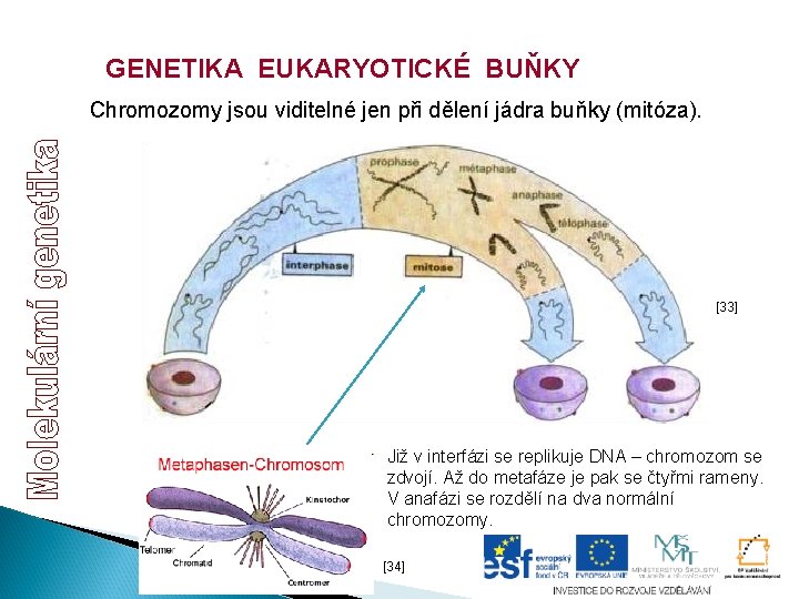 GENETIKA EUKARYOTICKÉ BUŇKY Chromozomy jsou viditelné jen při dělení jádra buňky (mitóza). [33] Již