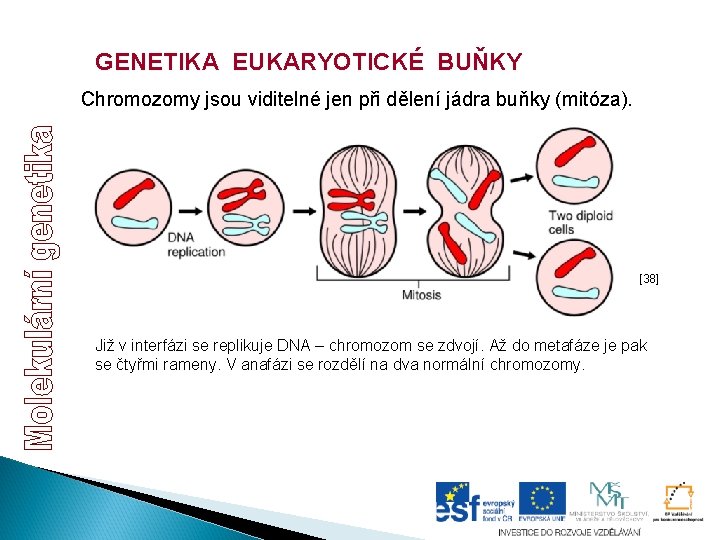 GENETIKA EUKARYOTICKÉ BUŇKY Chromozomy jsou viditelné jen při dělení jádra buňky (mitóza). [38] Již
