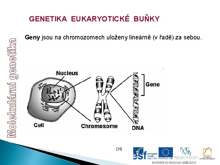GENETIKA EUKARYOTICKÉ BUŇKY Geny jsou na chromozomech uloženy lineárně (v řadě) za sebou. [35]