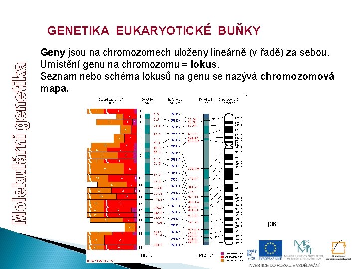 GENETIKA EUKARYOTICKÉ BUŇKY Geny jsou na chromozomech uloženy lineárně (v řadě) za sebou. Umístění GENETIKA EUKARYOTICKÉ BUŇKY Geny jsou na chromozomech uloženy lineárně (v řadě) za sebou. Umístění