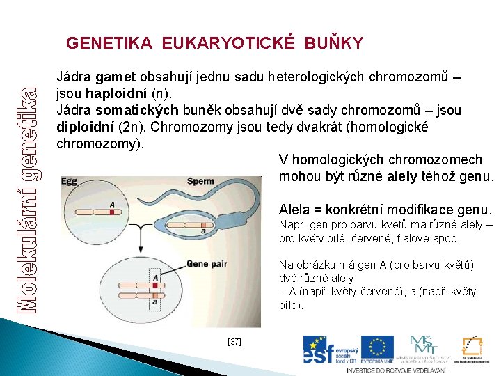 GENETIKA EUKARYOTICKÉ BUŇKY Jádra gamet obsahují jednu sadu heterologických chromozomů – jsou haploidní (n). GENETIKA EUKARYOTICKÉ BUŇKY Jádra gamet obsahují jednu sadu heterologických chromozomů – jsou haploidní (n).