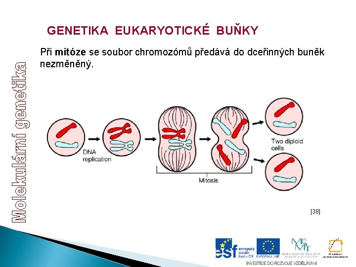 GENETIKA EUKARYOTICKÉ BUŇKY Při mitóze se soubor chromozómů předává do dceřinných buněk nezměněný. [38]