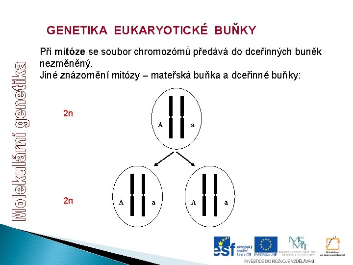 GENETIKA EUKARYOTICKÉ BUŇKY Při mitóze se soubor chromozómů předává do dceřinných buněk nezměněný. Jiné GENETIKA EUKARYOTICKÉ BUŇKY Při mitóze se soubor chromozómů předává do dceřinných buněk nezměněný. Jiné