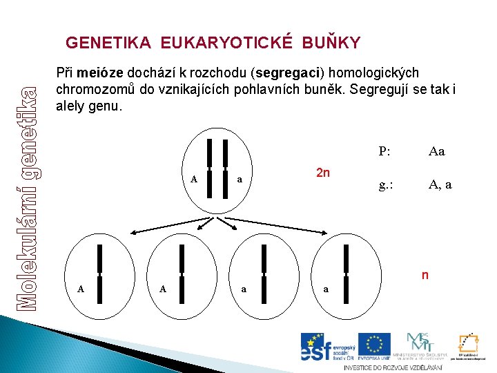 GENETIKA EUKARYOTICKÉ BUŇKY Při meióze dochází k rozchodu (segregaci) homologických chromozomů do vznikajících pohlavních GENETIKA EUKARYOTICKÉ BUŇKY Při meióze dochází k rozchodu (segregaci) homologických chromozomů do vznikajících pohlavních