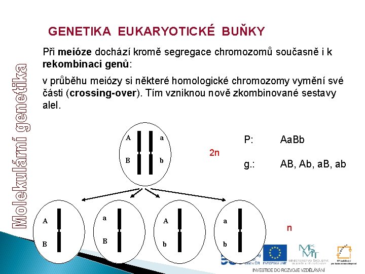 GENETIKA EUKARYOTICKÉ BUŇKY Při meióze dochází kromě segregace chromozomů současně i k rekombinaci genů: GENETIKA EUKARYOTICKÉ BUŇKY Při meióze dochází kromě segregace chromozomů současně i k rekombinaci genů: