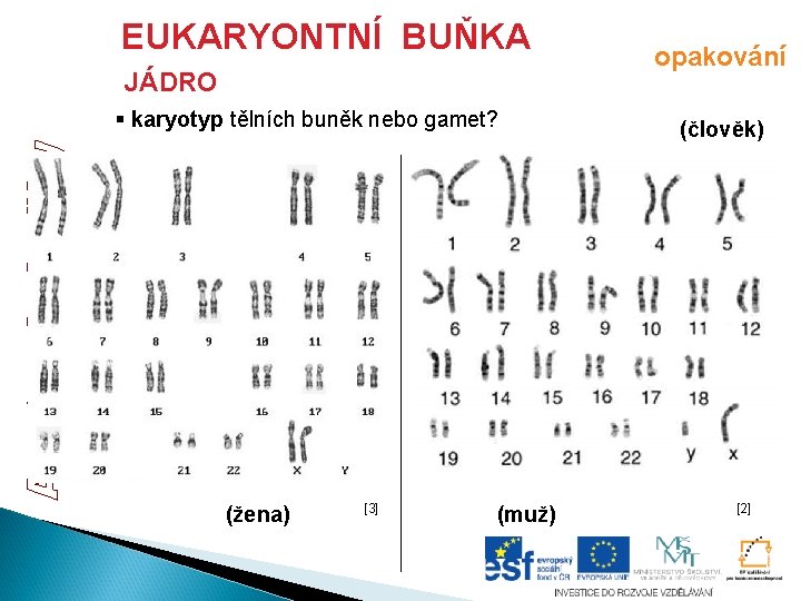 EUKARYONTNÍ BUŇKA JÁDRO § karyotyp tělních buněk nebo gamet? (žena) [3] (muž) opakování (člověk)