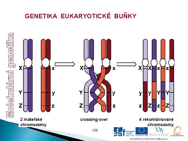 GENETIKA EUKARYOTICKÉ BUŇKY 2 mateřské chromozomy crossing-over [39] 4 rekombinované chromozomy 