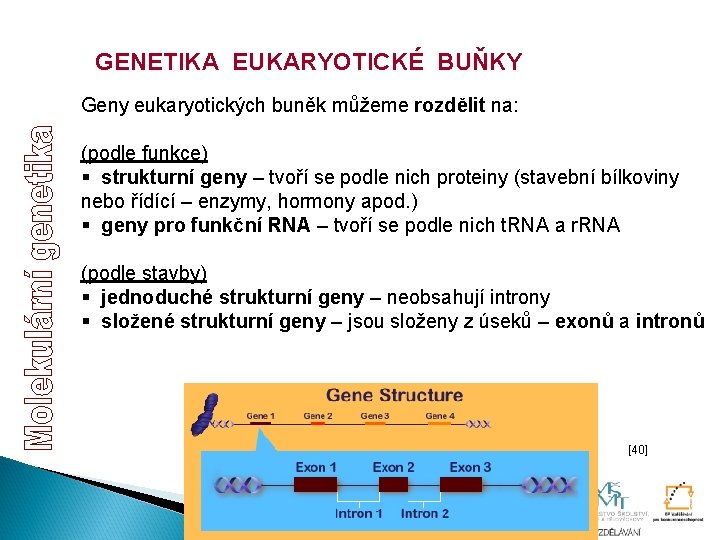 GENETIKA EUKARYOTICKÉ BUŇKY Geny eukaryotických buněk můžeme rozdělit na: (podle funkce) § strukturní geny GENETIKA EUKARYOTICKÉ BUŇKY Geny eukaryotických buněk můžeme rozdělit na: (podle funkce) § strukturní geny
