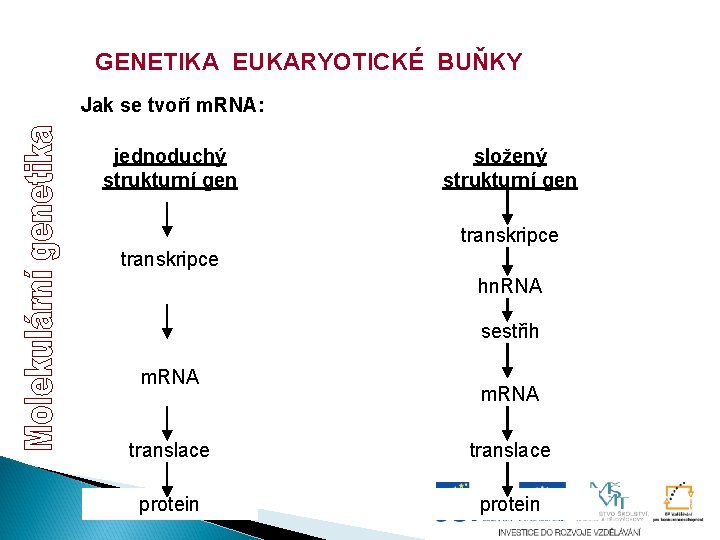 GENETIKA EUKARYOTICKÉ BUŇKY Jak se tvoří m. RNA: jednoduchý strukturní gen složený strukturní gen GENETIKA EUKARYOTICKÉ BUŇKY Jak se tvoří m. RNA: jednoduchý strukturní gen složený strukturní gen