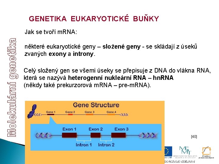 GENETIKA EUKARYOTICKÉ BUŇKY Jak se tvoří m. RNA: některé eukaryotické geny – složené geny GENETIKA EUKARYOTICKÉ BUŇKY Jak se tvoří m. RNA: některé eukaryotické geny – složené geny