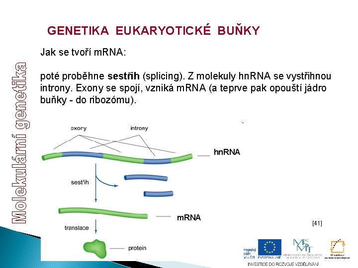 GENETIKA EUKARYOTICKÉ BUŇKY Jak se tvoří m. RNA: poté proběhne sestřih (splicing). Z molekuly GENETIKA EUKARYOTICKÉ BUŇKY Jak se tvoří m. RNA: poté proběhne sestřih (splicing). Z molekuly