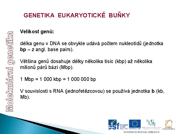 GENETIKA EUKARYOTICKÉ BUŇKY Velikost genů: délka genu v DNA se obvykle udává počtem nukleotidů GENETIKA EUKARYOTICKÉ BUŇKY Velikost genů: délka genu v DNA se obvykle udává počtem nukleotidů