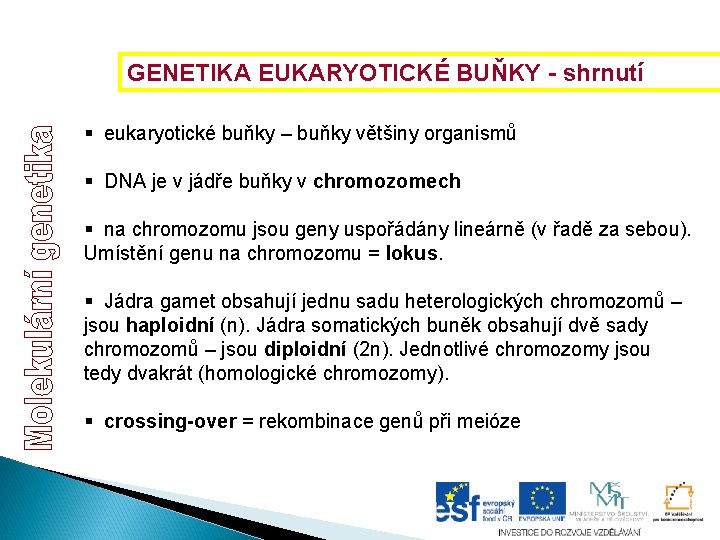 GENETIKA EUKARYOTICKÉ BUŇKY - shrnutí § eukaryotické buňky – buňky většiny organismů § DNA GENETIKA EUKARYOTICKÉ BUŇKY - shrnutí § eukaryotické buňky – buňky většiny organismů § DNA