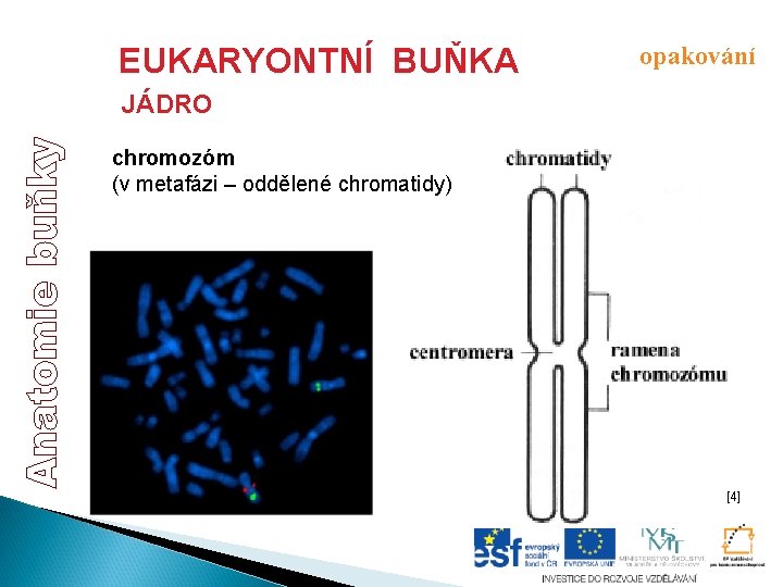 EUKARYONTNÍ BUŇKA opakování JÁDRO chromozóm (v metafázi – oddělené chromatidy) [4] 