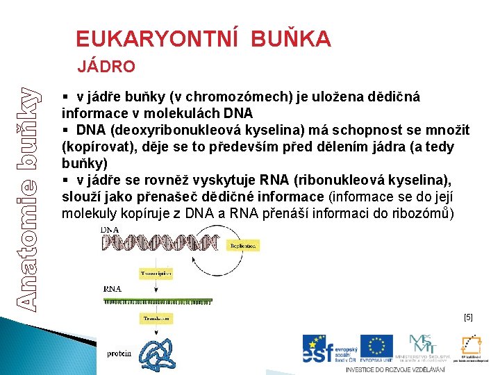 EUKARYONTNÍ BUŇKA opakování JÁDRO § v jádře buňky (v chromozómech) je uložena dědičná informace EUKARYONTNÍ BUŇKA opakování JÁDRO § v jádře buňky (v chromozómech) je uložena dědičná informace