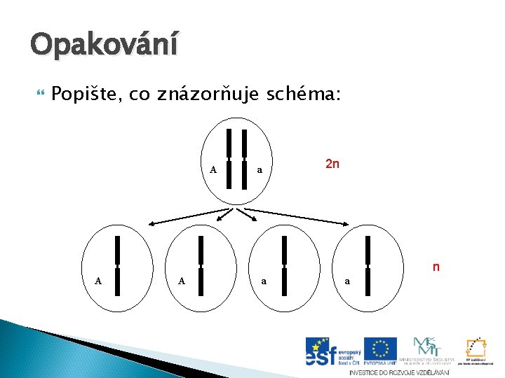 Opakování Popište, co znázorňuje schéma: A a 2 n n A A a a Opakování Popište, co znázorňuje schéma: A a 2 n n A A a a
