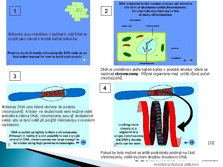 1 2 Bílkoviny jsou vytvářeny v buňkách, kód DNA je využit jako návod k 1 2 Bílkoviny jsou vytvářeny v buňkách, kód DNA je využit jako návod k