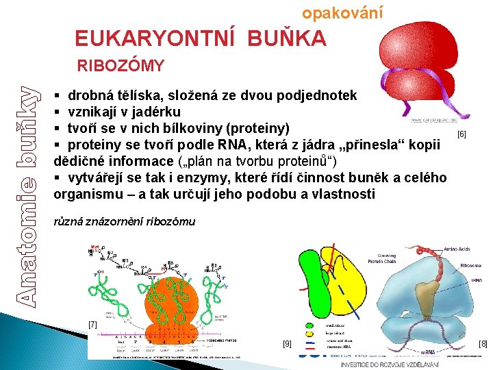 opakování EUKARYONTNÍ BUŇKA RIBOZÓMY § drobná tělíska, složená ze dvou podjednotek § vznikají v opakování EUKARYONTNÍ BUŇKA RIBOZÓMY § drobná tělíska, složená ze dvou podjednotek § vznikají v