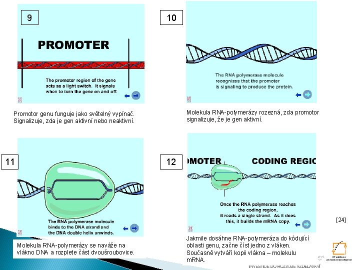 9 10 Molekula RNA-polymerázy rozezná, zda promotor signalizuje, že je gen aktivní. Promotor genu 9 10 Molekula RNA-polymerázy rozezná, zda promotor signalizuje, že je gen aktivní. Promotor genu