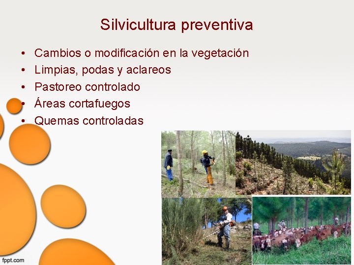 Silvicultura preventiva • • • Cambios o modificación en la vegetación Limpias, podas y