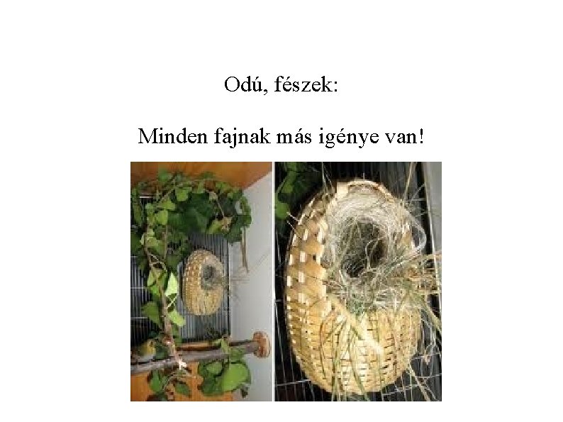 Odú, fészek: Minden fajnak más igénye van! 