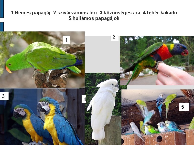 1. Nemes papagáj 2. szivárványos lóri 3. közönséges ara 4. fehér kakadu 5. hullámos