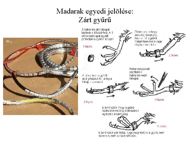 Madarak egyedi jelölése: Zárt gyűrű 