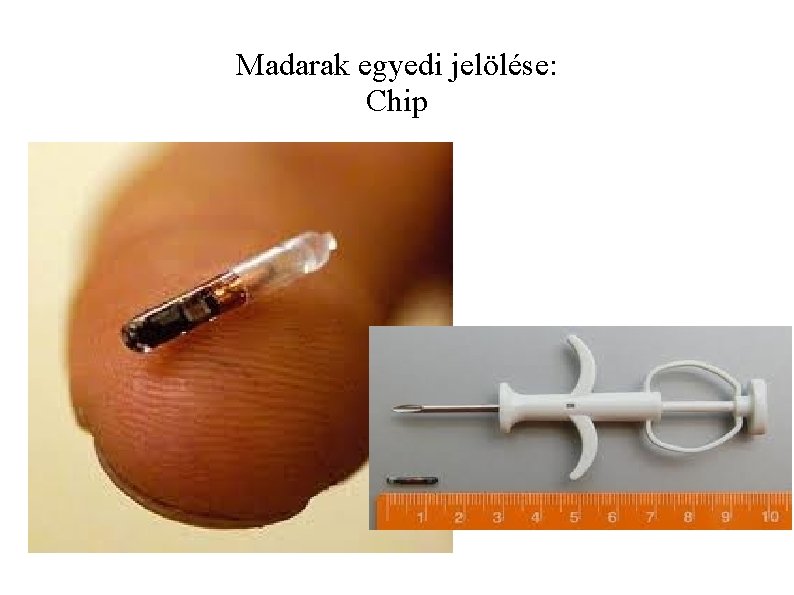 Madarak egyedi jelölése: Chip 