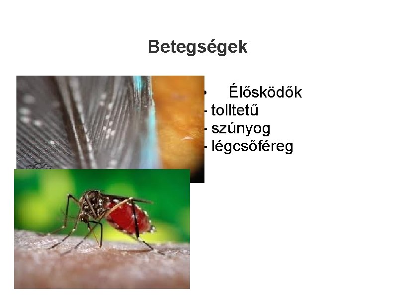 Betegségek • Élősködők - tolltetű - szúnyog - légcsőféreg 