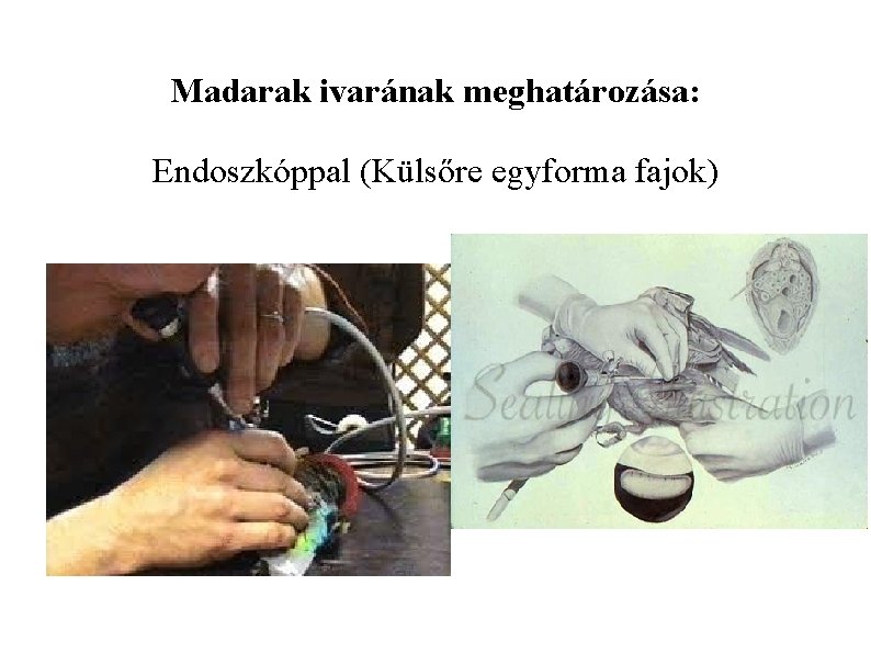Madarak ivarának meghatározása: Endoszkóppal (Külsőre egyforma fajok) 