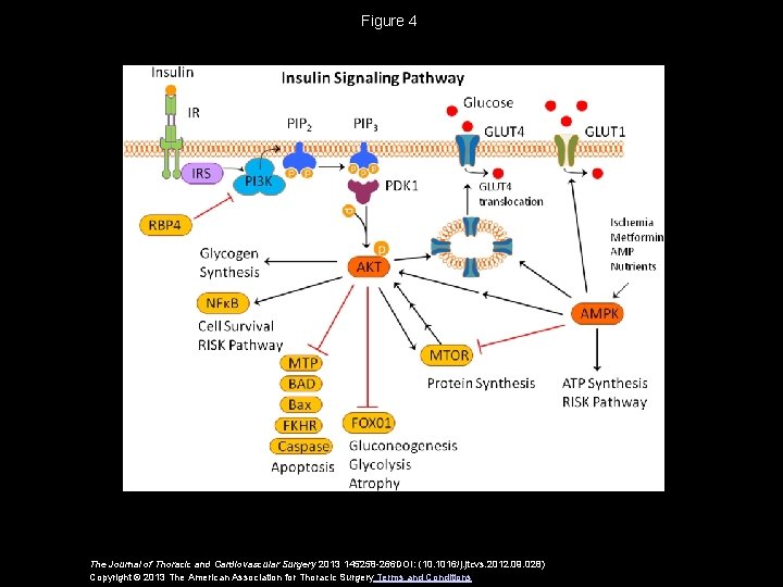 Figure 4 The Journal of Thoracic and Cardiovascular Surgery 2013 145258 -266 DOI: (10.