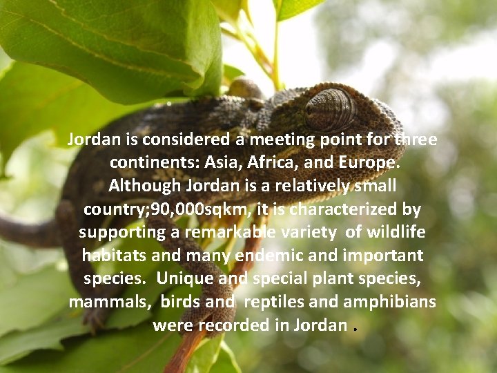 Jordan is considered a meeting point for three continents: Asia, Africa, and Europe. Although